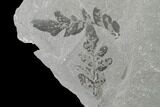 Pennsylvanian Fossil Fern (Neuropteris) Plate - Kentucky #142408-1
